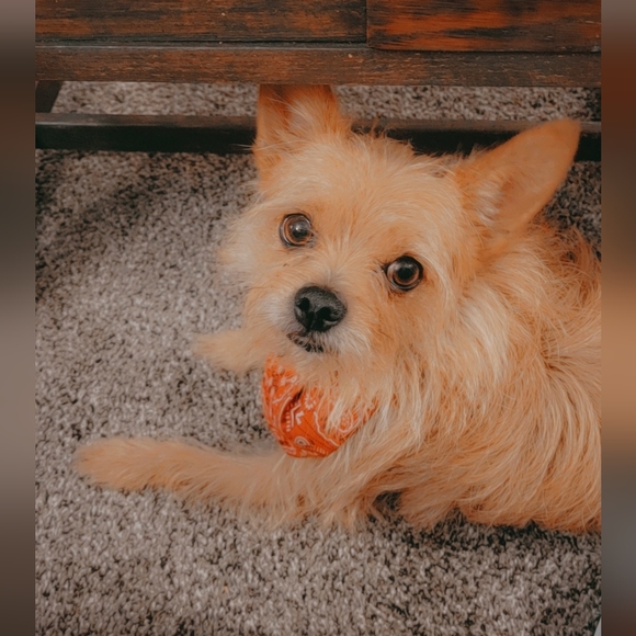 Meet your Posher, Amanda - Picture 6 of 9